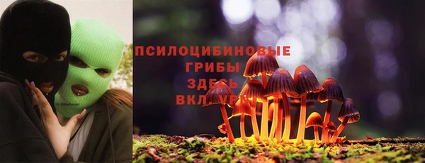 прущие грибы Дмитровск